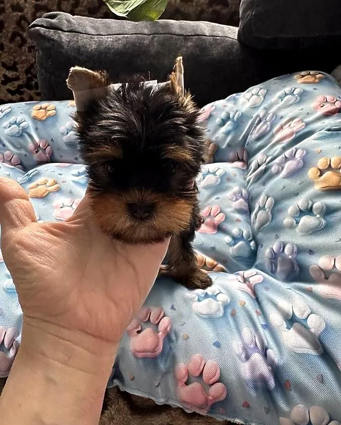 Yorkshire terrier suczka czarna, Śląskie, Czeladź