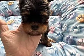 Yorkshire terrier suczka czarna