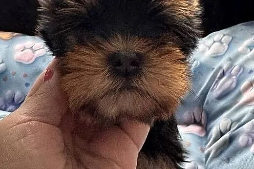 Yorkshire terrier suczka czarna, Śląskie, Czeladź