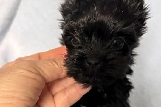 Yorkshire terrier suczka czarna, Śląskie, Czeladź