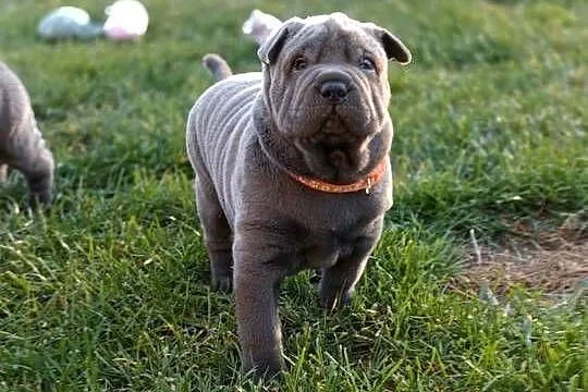 Szczenięta shar pei - rodowód