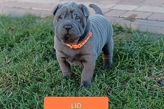 Szczenięta shar pei - rodowód, Mazowieckie, Wyszków