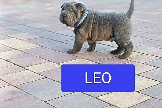 Szczenięta shar pei - rodowód, Mazowieckie, Wyszków