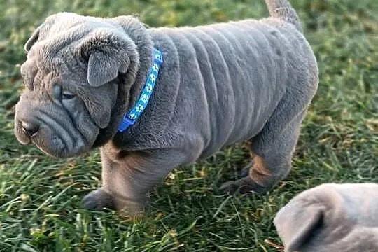 Szczenięta shar pei - rodowód, Mazowieckie, Wyszków