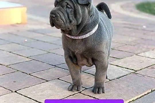Szczenięta shar pei - rodowód, Mazowieckie, Wyszków