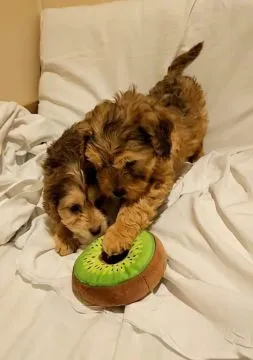 1 suczka / 2 pieski Cockapoo na sprzedaż... napisz do mnie na WhatsApp: +44 7453 907158, , Pasikurowice