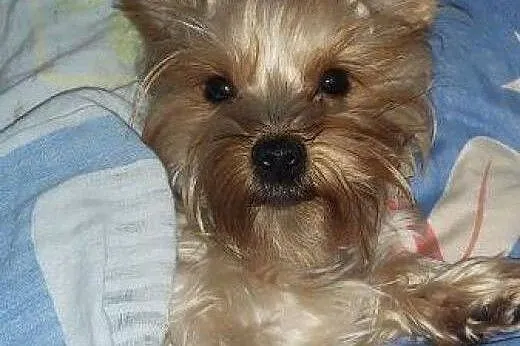 Śliczny piesek miniaturka York., śląskie Żory