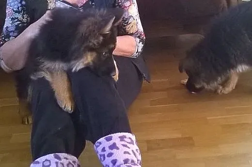 2 miesięczne sunie czarne podpalane,  łódzkie Sier