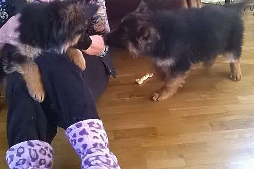 2 miesięczne sunie czarne podpalane,  łódzkie Sier
