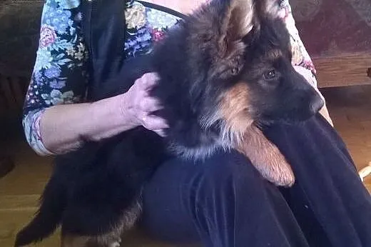 2 miesięczne sunie czarne podpalane,  łódzkie Sier