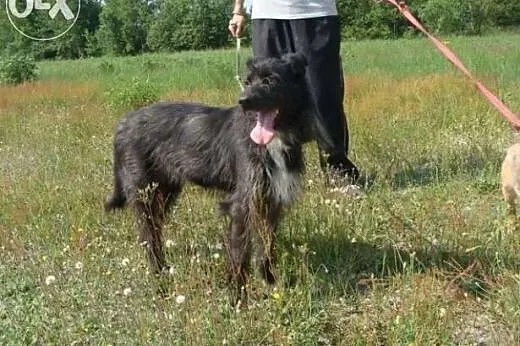 Nuśka błaga o dom !!!,  śląskie Dąbrowa Górnicza