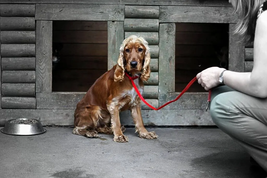 Młodziutki, porzucony COCKER SPANIEL szuka domu!