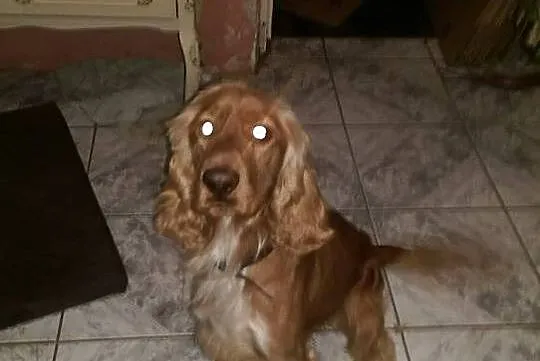Młodziutki, porzucony COCKER SPANIEL szuka domu!