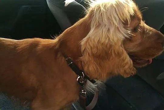 Młodziutki, porzucony COCKER SPANIEL szuka domu!