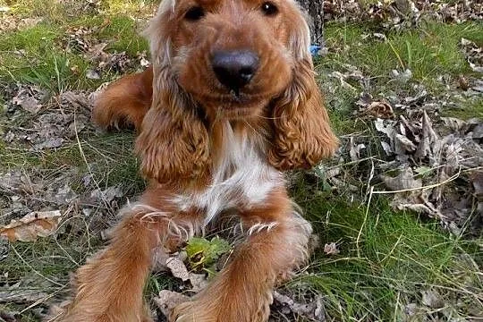 Młodziutki, porzucony COCKER SPANIEL szuka domu!