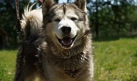 Dorian, porzucony mix husky/malamut szuka domu!,