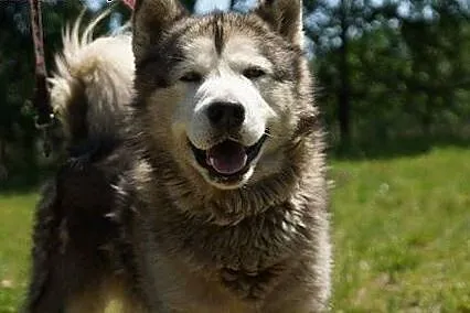 Dorian, porzucony mix husky/malamut szuka domu!, Kundelki cała Polska