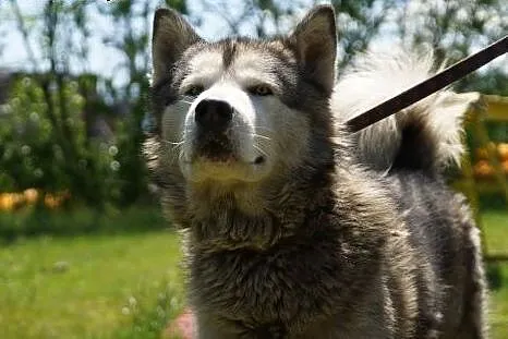 Dorian, porzucony mix husky/malamut szuka domu!,  