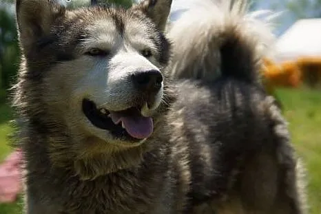 Dorian, porzucony mix husky/malamut szuka domu!,  