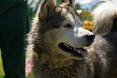Dorian, porzucony mix husky/malamut szuka domu!,  