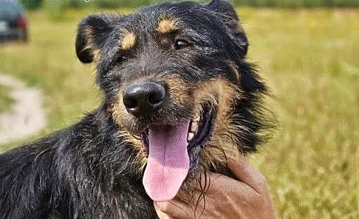 Scooby to przepiękny pies - zobacz sam! , śląskie