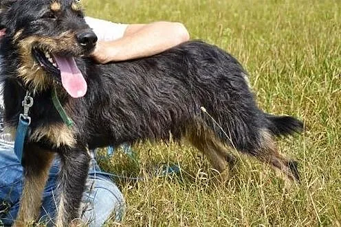Scooby to przepiękny pies - zobacz sam! ,  śląskie
