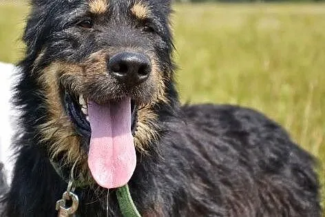 Scooby to przepiękny pies - zobacz sam! ,  śląskie