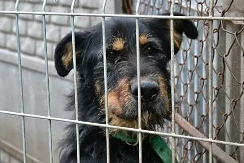 Scooby to przepiękny pies - zobacz sam! ,  śląskie