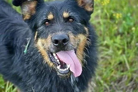 Scooby to przepiękny pies - zobacz sam! ,  śląskie