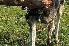 Yorkshire Terrier Szczenieta