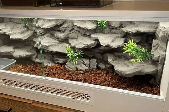 Pyton królewski + kompletne terrarium – gotowy, efektowny zestaw, Śląskie, Siemianowice Śląskie