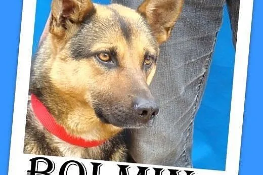 Owczarek mix,mniejszy,przyjazny,łagodny pies BOLMI