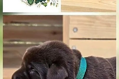 Labrador retriever piesek pieski mały czekoladowy brązowy samiec CEKIN, Dolnośląskie, Legnickie Pole