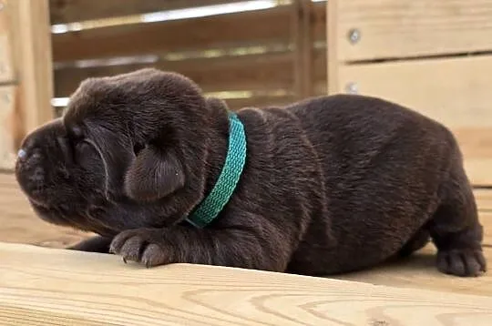 Labrador retriever piesek pieski mały czekoladowy brązowy samiec CEKIN, Dolnośląskie, Legnickie Pole