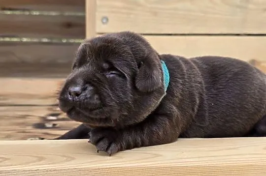 Labrador retriever piesek pieski mały czekoladowy brązowy samiec CEKIN, Dolnośląskie, Legnickie Pole