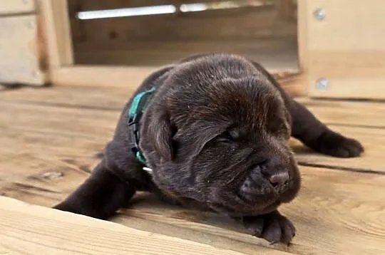 Labrador retriever piesek pieski mały czekoladowy brązowy samiec CEKIN, Dolnośląskie, Legnickie Pole