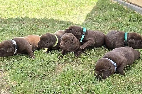 Labrador retriever piesek pieski mały czekoladowy brązowy samiec CEKIN, Dolnośląskie, Legnickie Pole