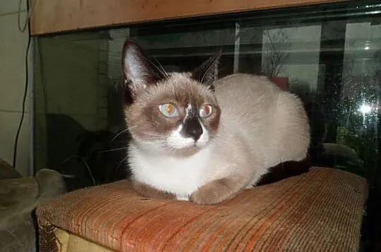 XENIA -koteczka rasy Snowshoe - odmiana kota syjam