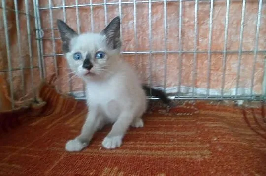 XENIA -koteczka rasy Snowshoe - odmiana kota syjam