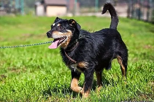 Fifek nie chciał do schroniska___ :(
