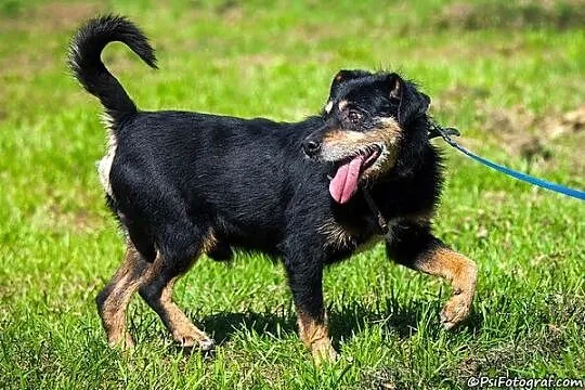 Fifek nie chciał do schroniska___ :(