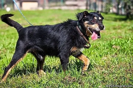 Fifek nie chciał do schroniska___ :(