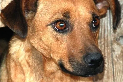 Koksa kochana, poczciwa, łagodna suczka ADOPCJA,  