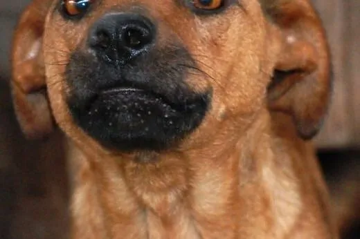 Koksa kochana, poczciwa, łagodna suczka ADOPCJA,  