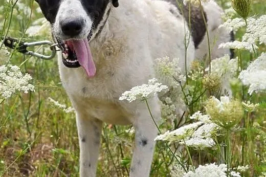 Elba przywiązana do drzewa pilnie szuka domu,  łód