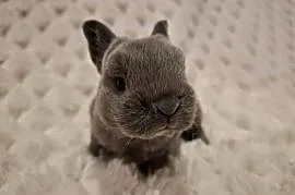 Króliczek miniaturka królik karzełek rex niebieski Orange  mini lop