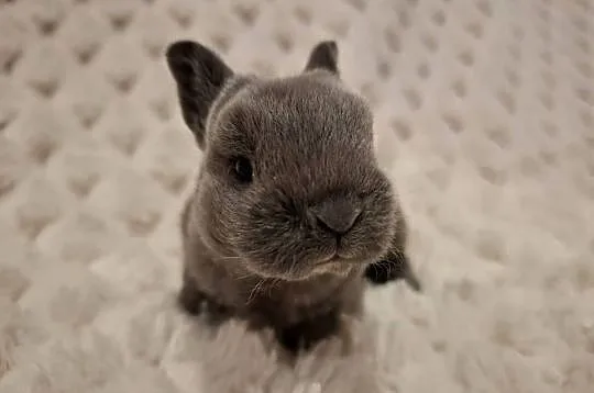 Króliczek miniaturka królik karzełek rex niebieski Orange  mini lop