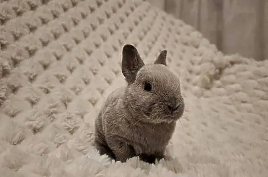 Króliczek miniaturka królik karzełek rex niebieski Orange  mini lop, Wielkopolskie, Jarocin