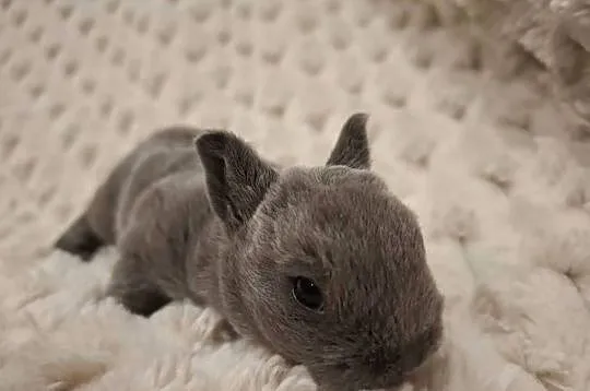 Króliczek miniaturka królik karzełek rex niebieski Orange  mini lop, Wielkopolskie, Jarocin