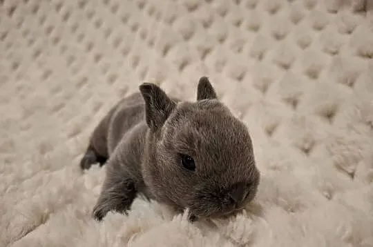 Króliczek miniaturka królik karzełek rex niebieski Orange  mini lop, Wielkopolskie, Jarocin